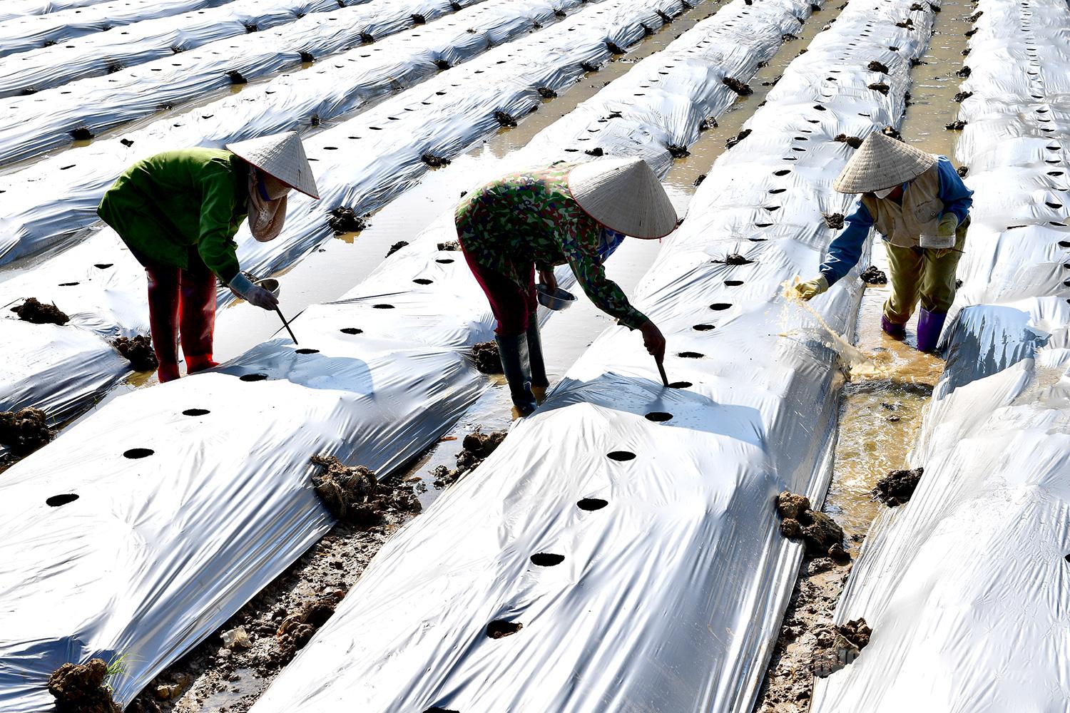 Despite the heat, farmers head to the fields fully equipped with protective gear to ensure timely planting of crops.
