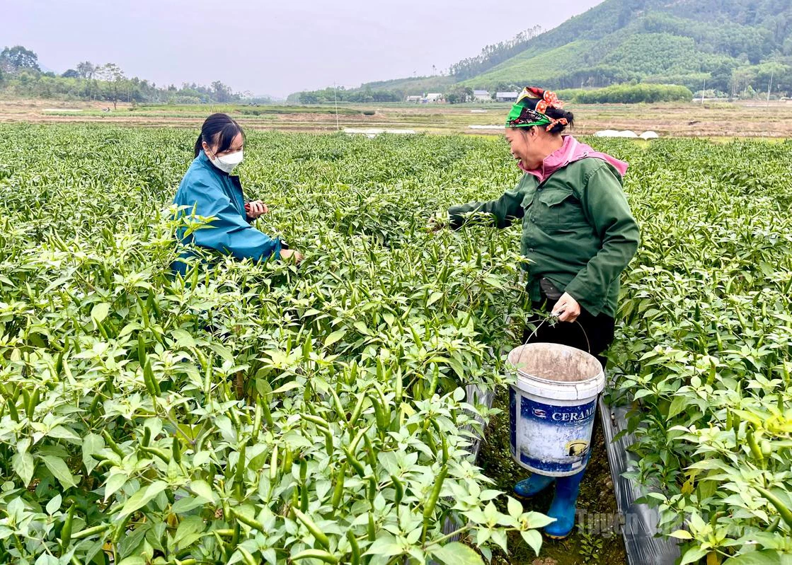 Chili plants are currently an effective crop in Lien Minh 2 Hamlet, Nhu Khe Commune.
