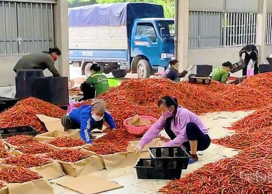 Minh Thang Cooperative purchases chilies after harvest, ensuring stable market access for farmers.