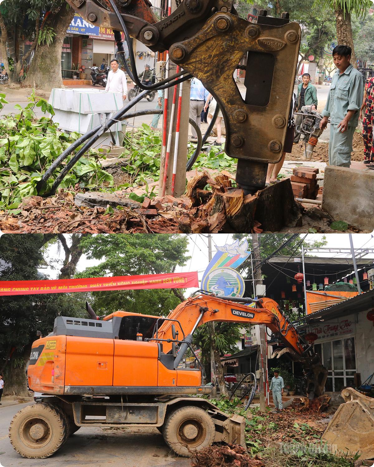 Máy xúc chuyên dụng đang bóc tách gốc cây già cỗi, tạo mặt bằng sạch cho dự án.