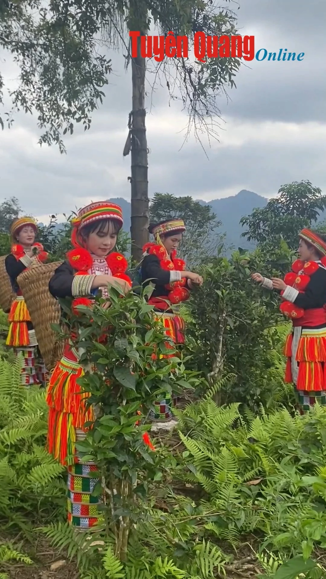 Hương ch&egrave; Xu&acirc;n nơi non cao Phia Chang