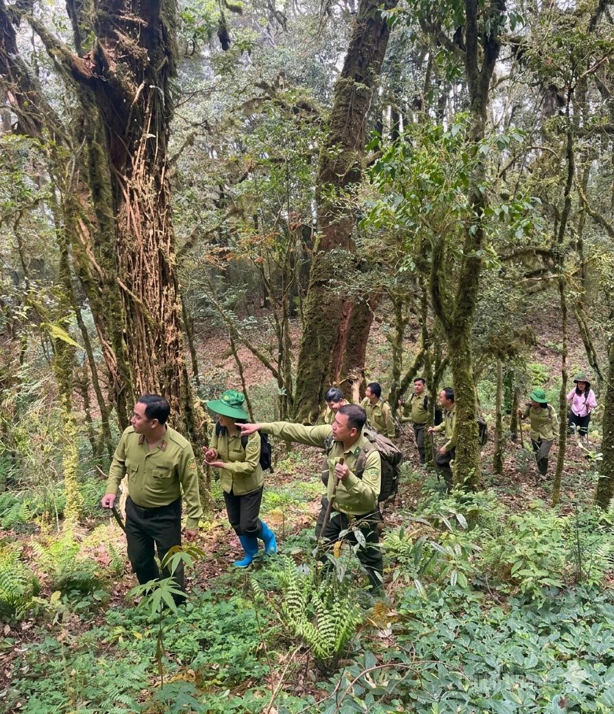 Head of the Forest Protection Sub-Department, Dao Duy Tuan, joins patrol officers in a special-use forest in Tay Con Linh.