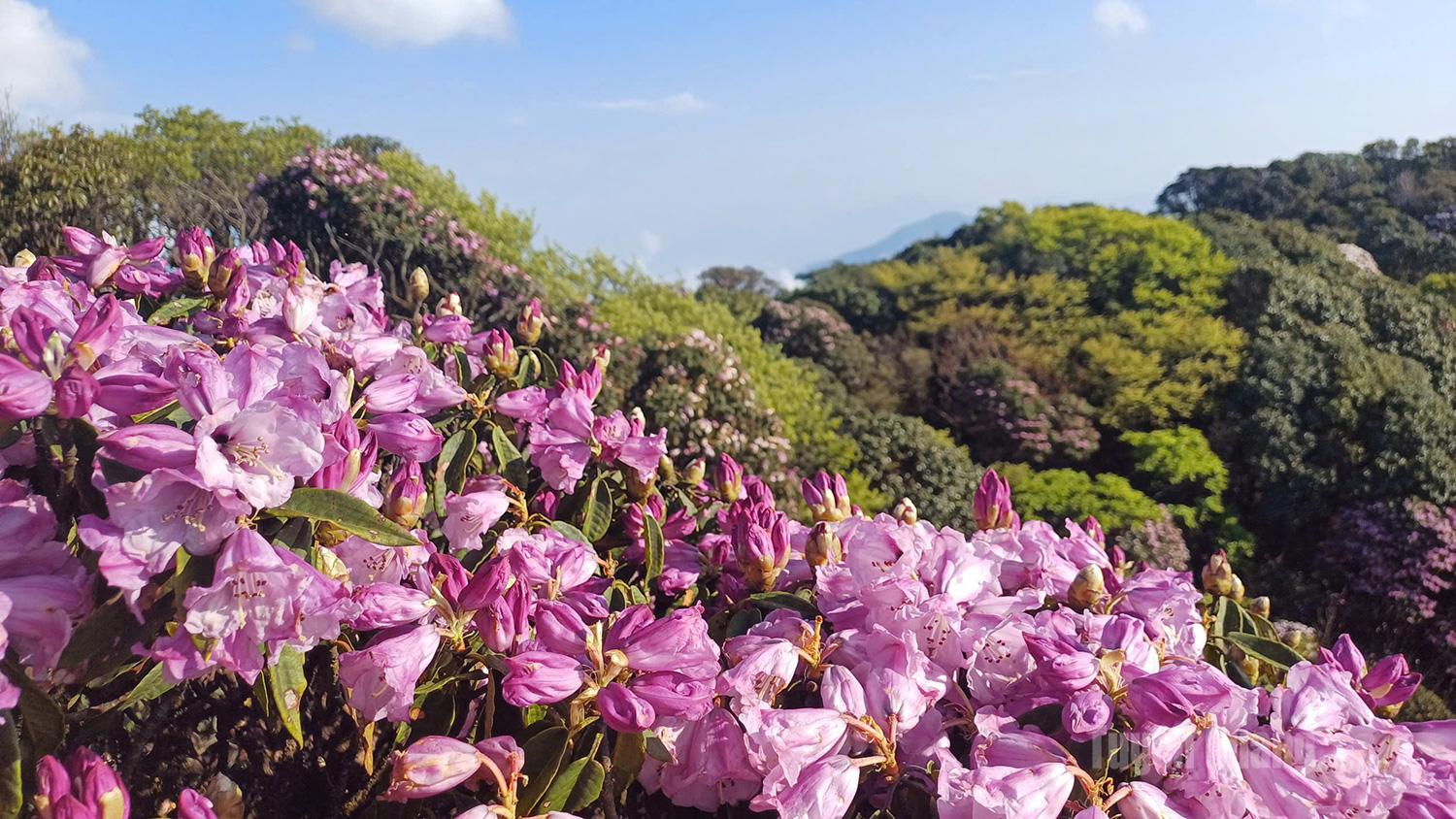 Rhododendrons on the Tay Con Linh range are in full bloom. The flowers have blossomed up to the 2,428-meter summit and are expected to last until mid-April.