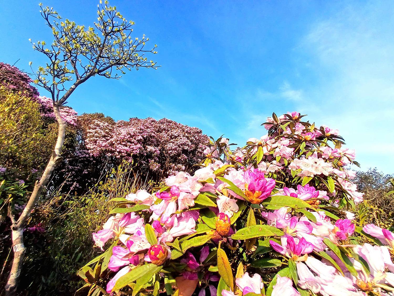 Tay Con Linh is home to more than 5,000 hectares of ancient rhododendron trees, turning the core area of Cao Bo into a “blossoming treasure.”
