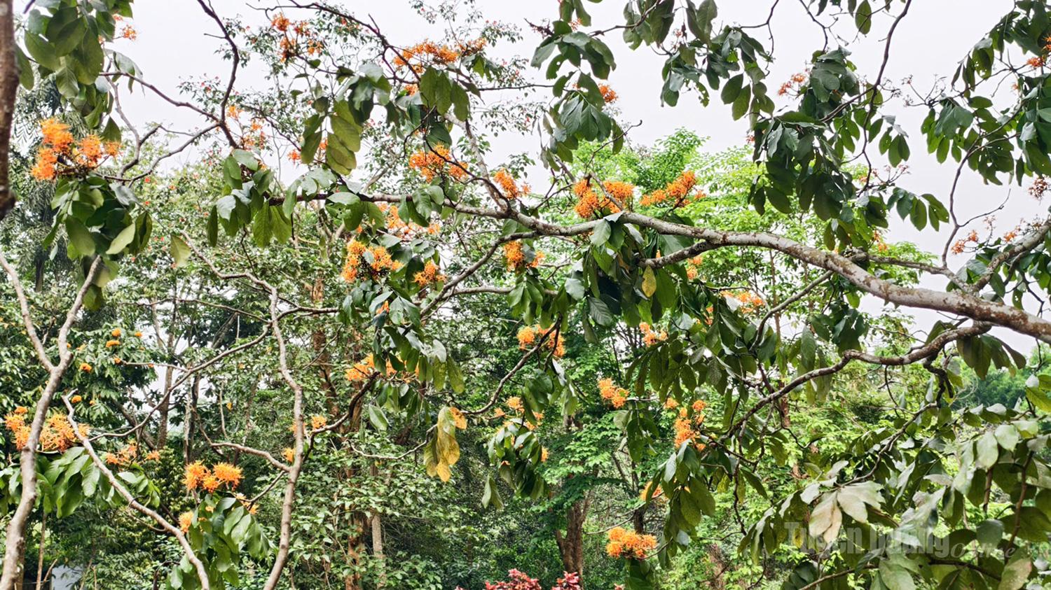 The Vang Anh flower (also known as the Ashoka flower) is a characteristic forest species with bright orange-yellow hues, typically blooming in April and adding a wild beauty to the mountains of Tuyen Quang.