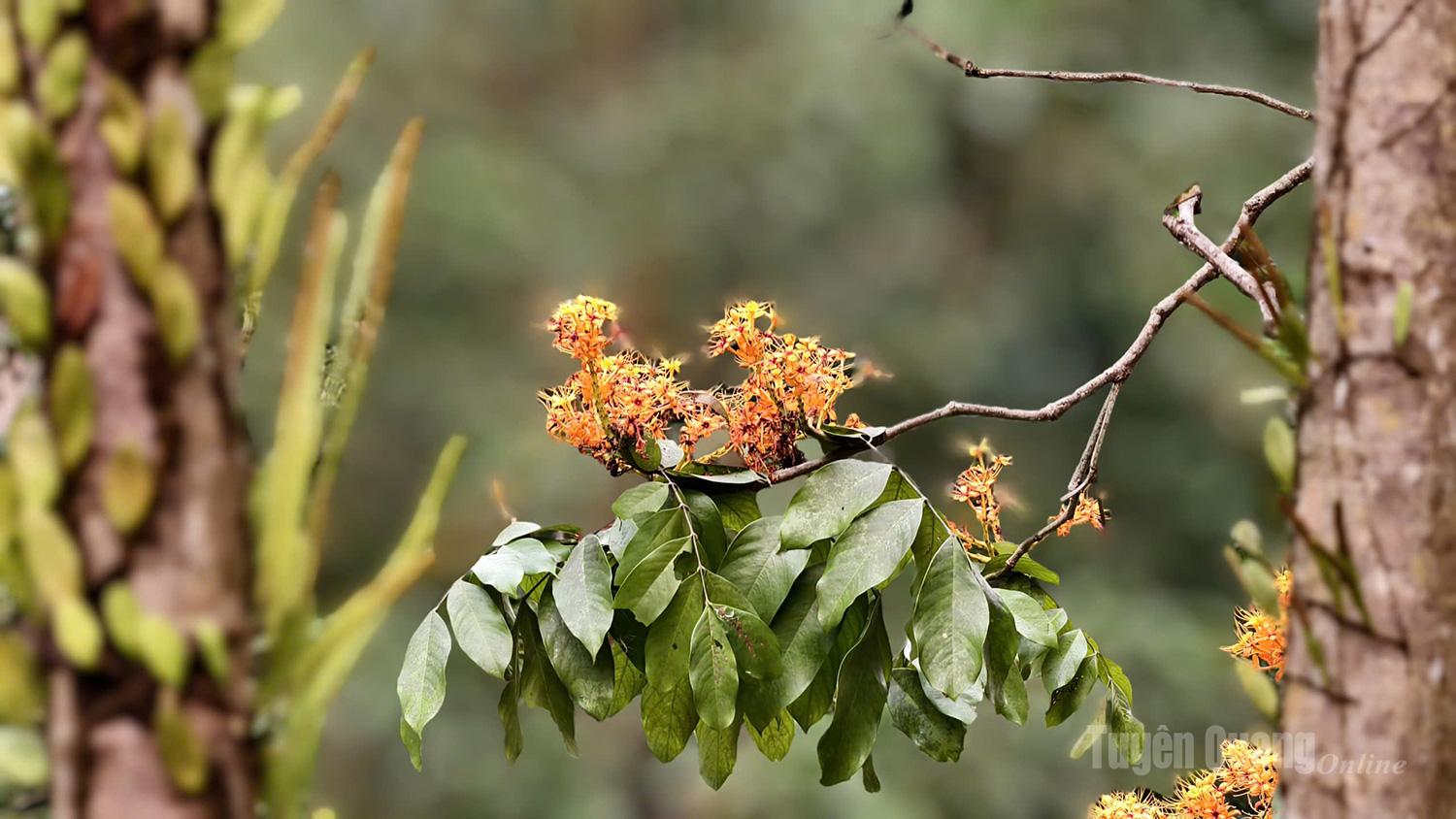 In April, clusters of Vang Anh flowers bloom brilliantly. In their glowing yellow hues, they spread across the sky, signaling the end of spring and the arrival of summer.