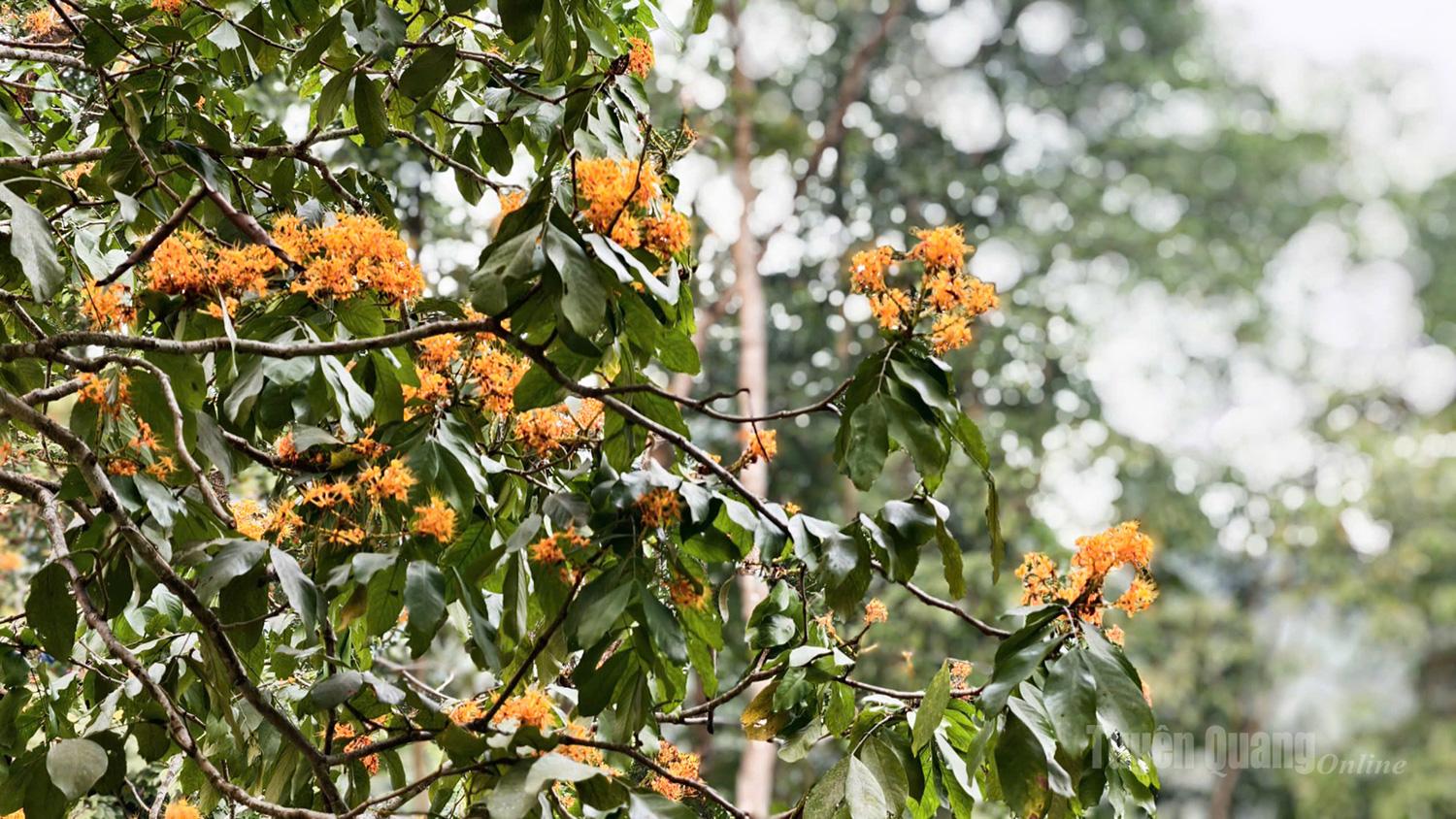 With its distinctive orange color, Vang Anh further enhances the brilliance of Tuyen Quang’s forests.