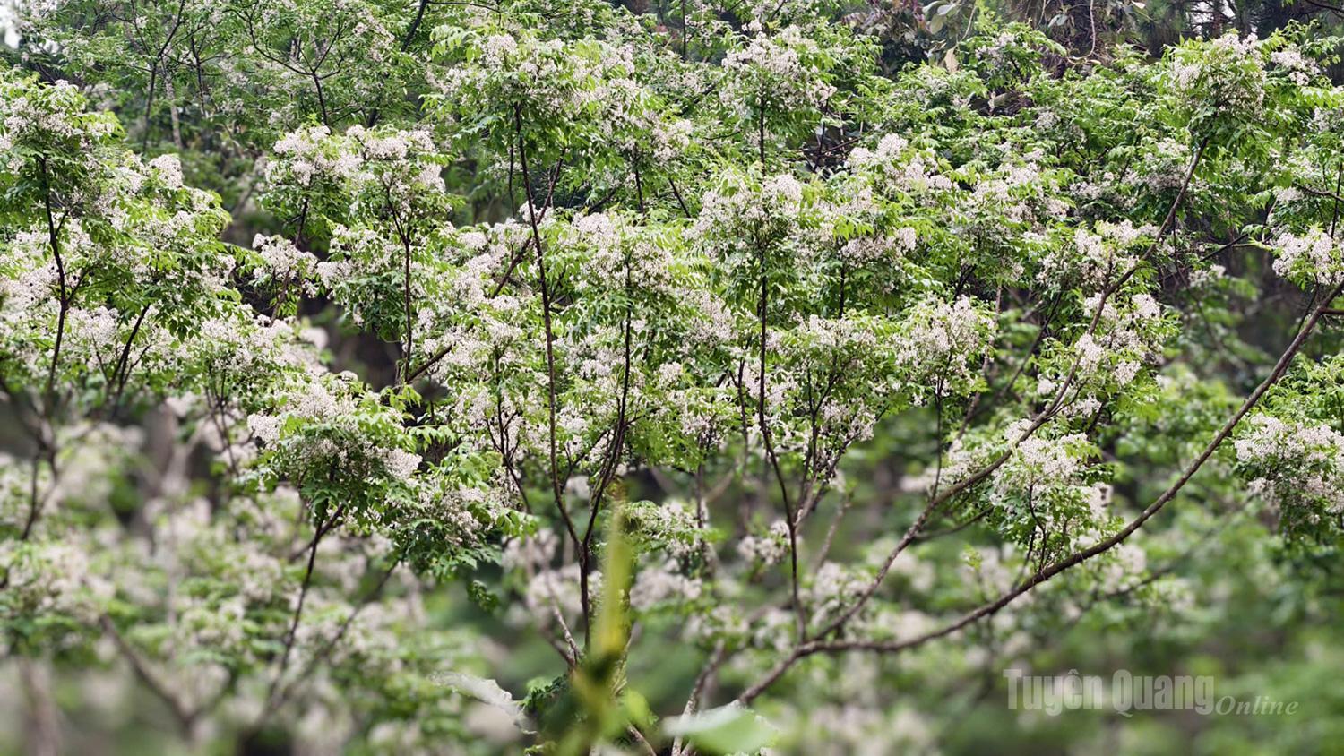The xoan flower, with its delicate pale purple and white shades, creates a romantic and peaceful scene along forest edges as the weather turns warmer.