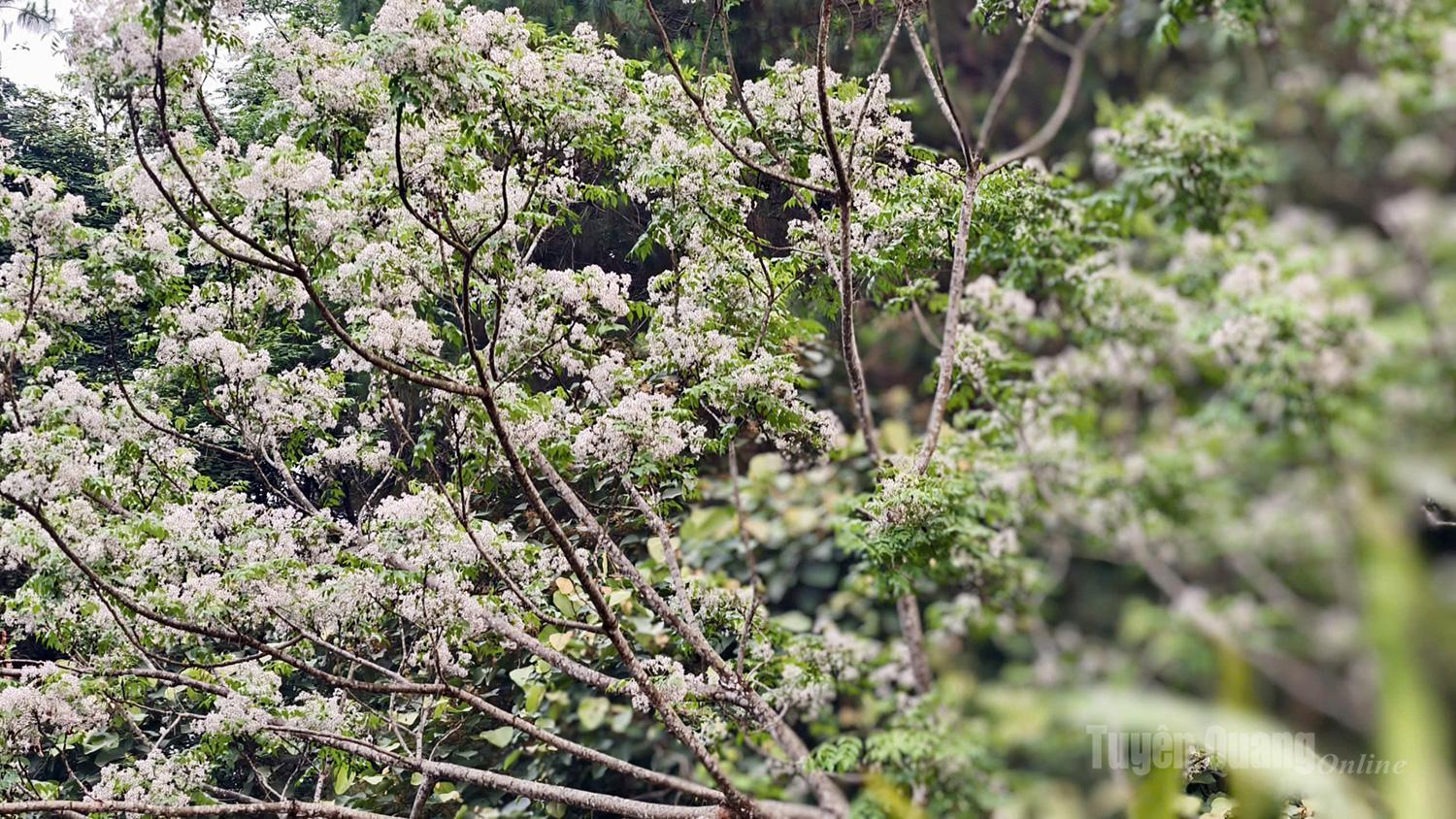 Clusters of purple xoan blossoms bloom, bringing a rustic charm to the mountainous landscape.