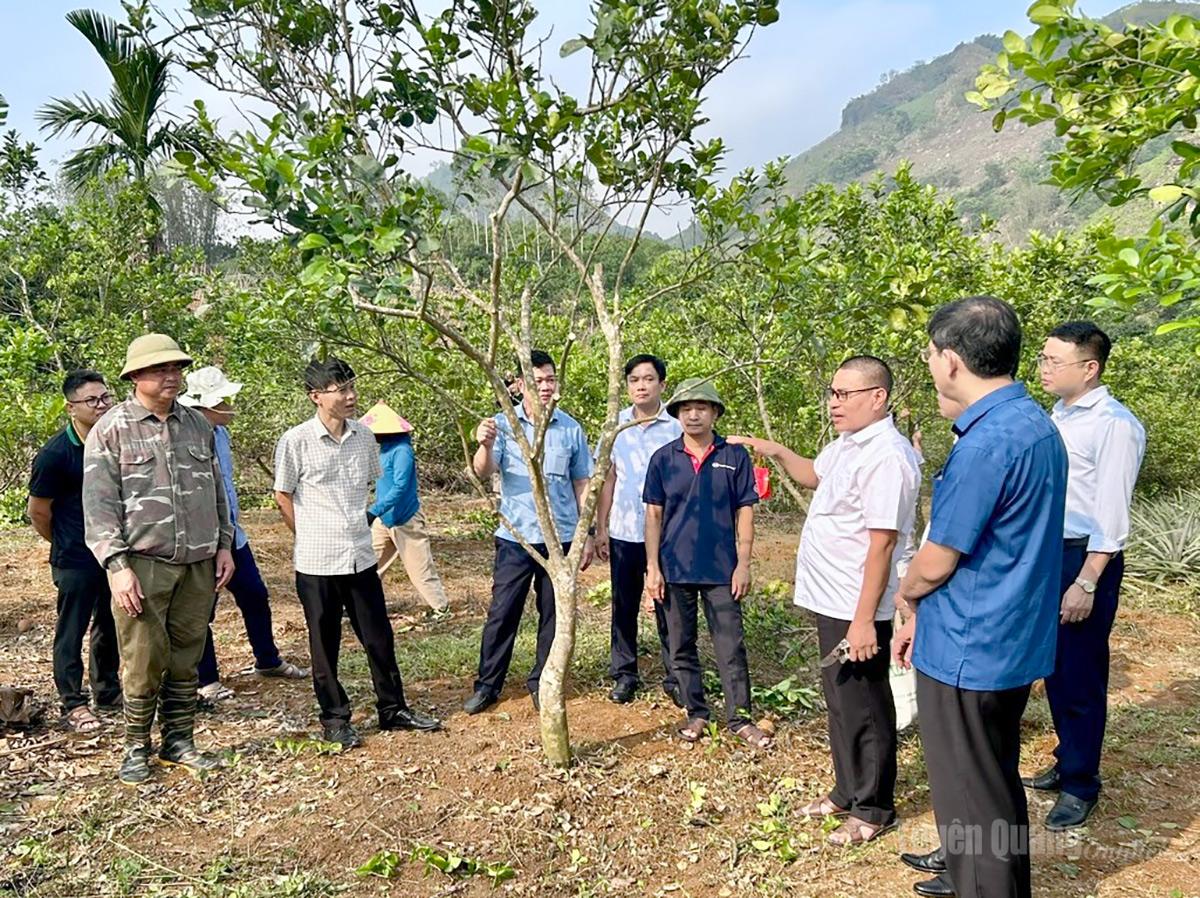 Đoàn công tác hướng dẫn kỹ thuật ghép giống Cam rốn lồi tại thôn Minh Khai, xã Lực Hành.