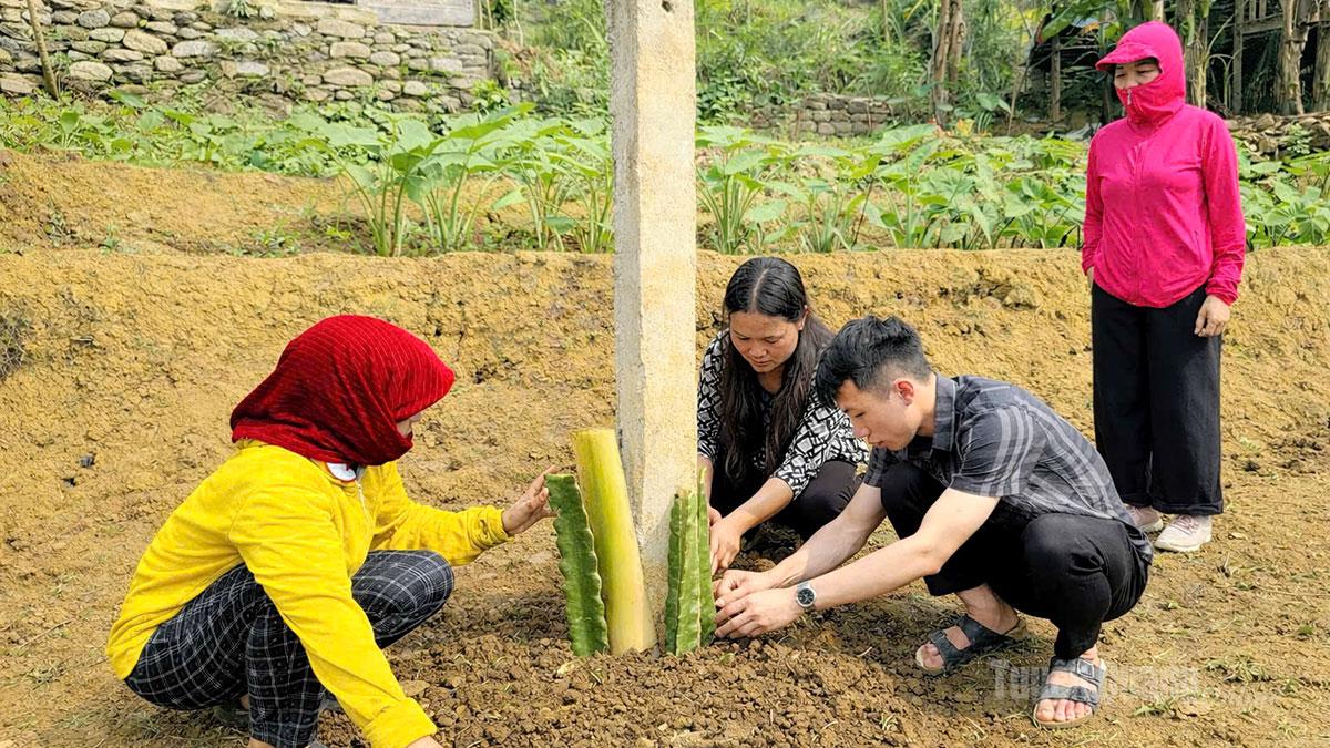 Cán bộ kỹ thuật của Trung tâm RIC hướng dẫn người dân trồng cây thanh long tại lễ phát động.