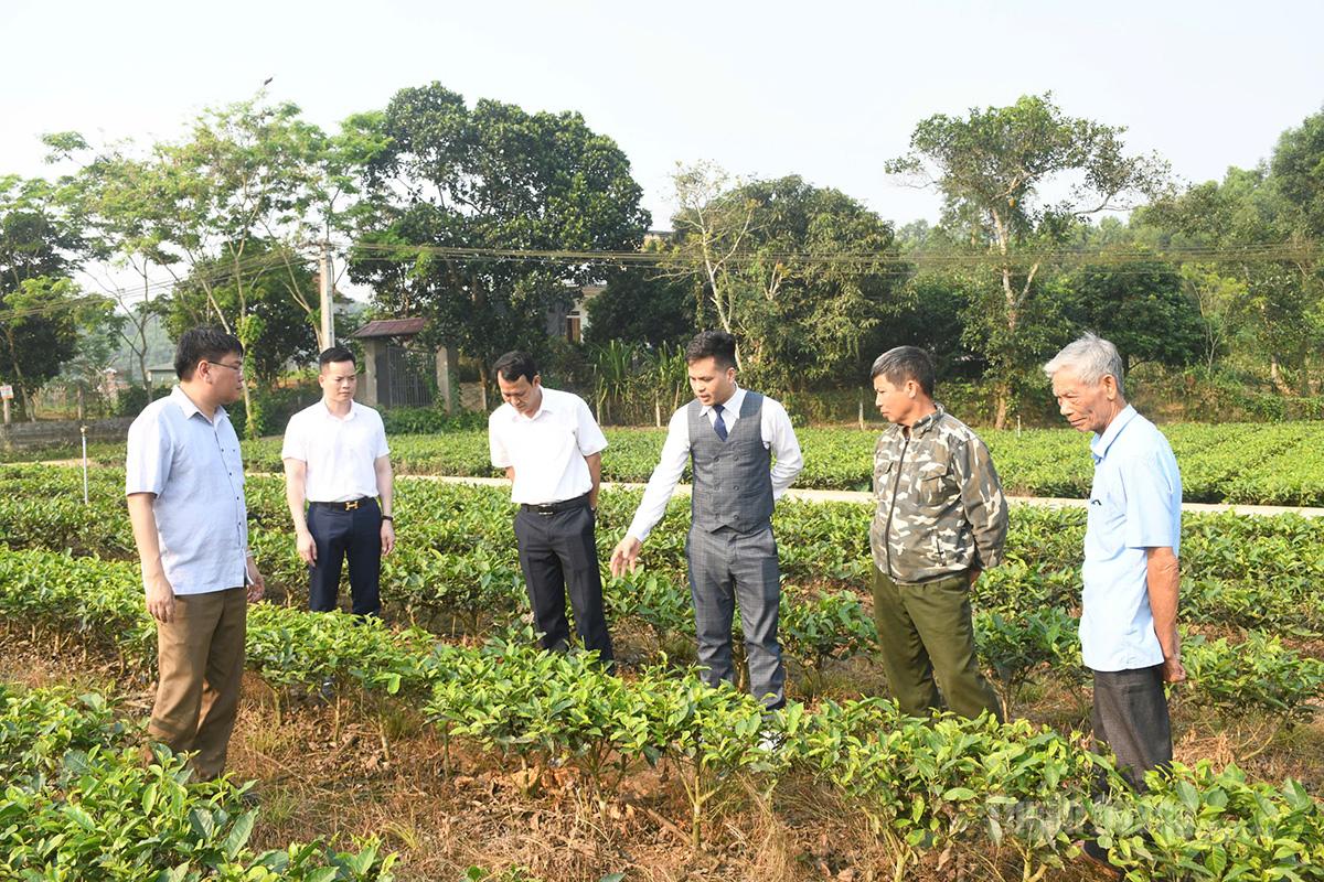 Các đại biểu tham quan diện tích trồng cây Mắc Ca xen canh cây chè tại thôn Lĩnh, xã Thái Hòa.