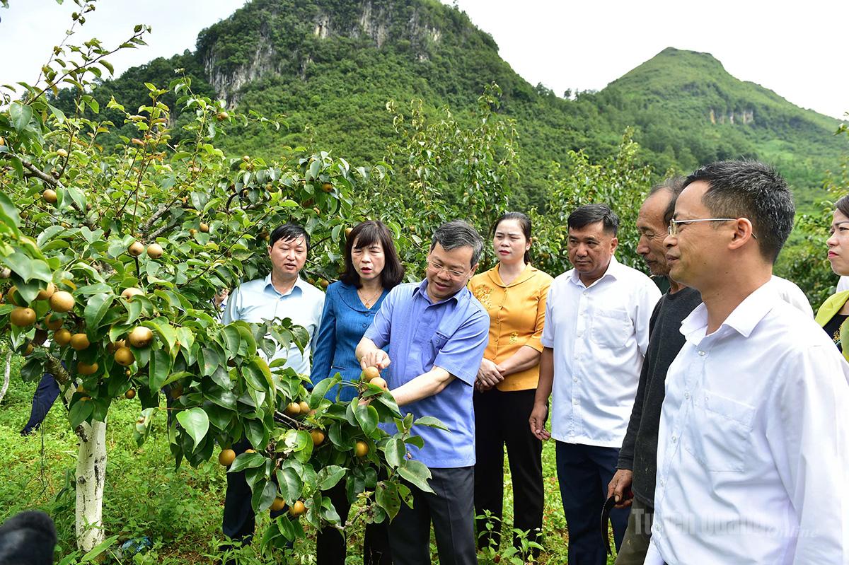 Đồng chí Nguyễn Văn Sơn, Phó Bí thư Tỉnh ủy, Chủ tịch HĐND tỉnh khảo sát mô hình trồng lê, phát triển kinh tế 
tại xã Phố Bảng.