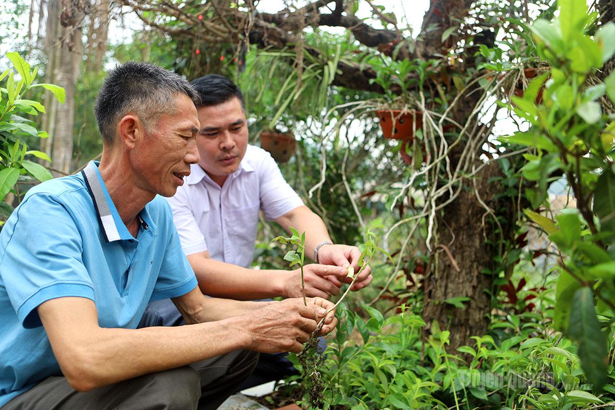 Anh Hoàng Văn Duy (bên trái) cùng Bí thư Chi bộ Hoàng Văn Xoan bên cây thuốc bổ tim tại vườn nhà (ảnh trái). Cuốn sổ viết tay về các bài thuốc của cụ Hoàng Trung Nguyên (ảnh phải).