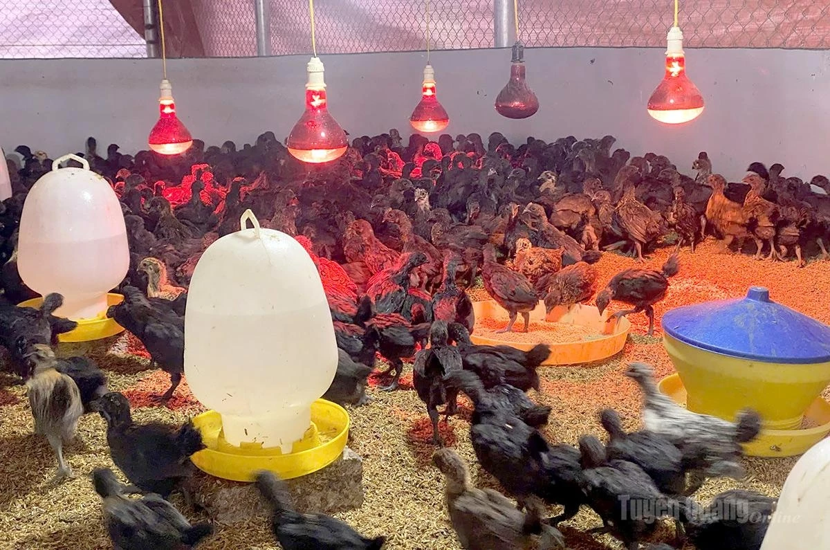 Black-boned chickens are raised under biosecure farming practices at Luong Van Nam’s farm.