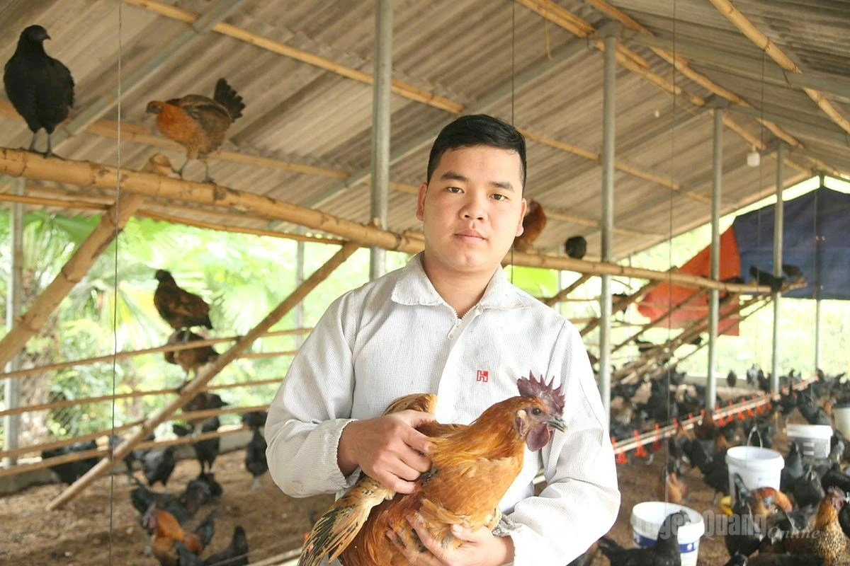 Luong Van Nam is considered the black chicken king.