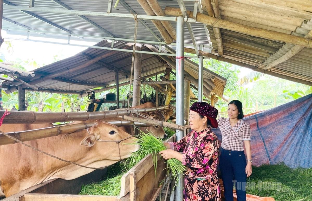 Chị Mã Thị Chúa phát triển chăn nuôi đại gia súc cho thu nhập trên 150 triệu đồng/năm.