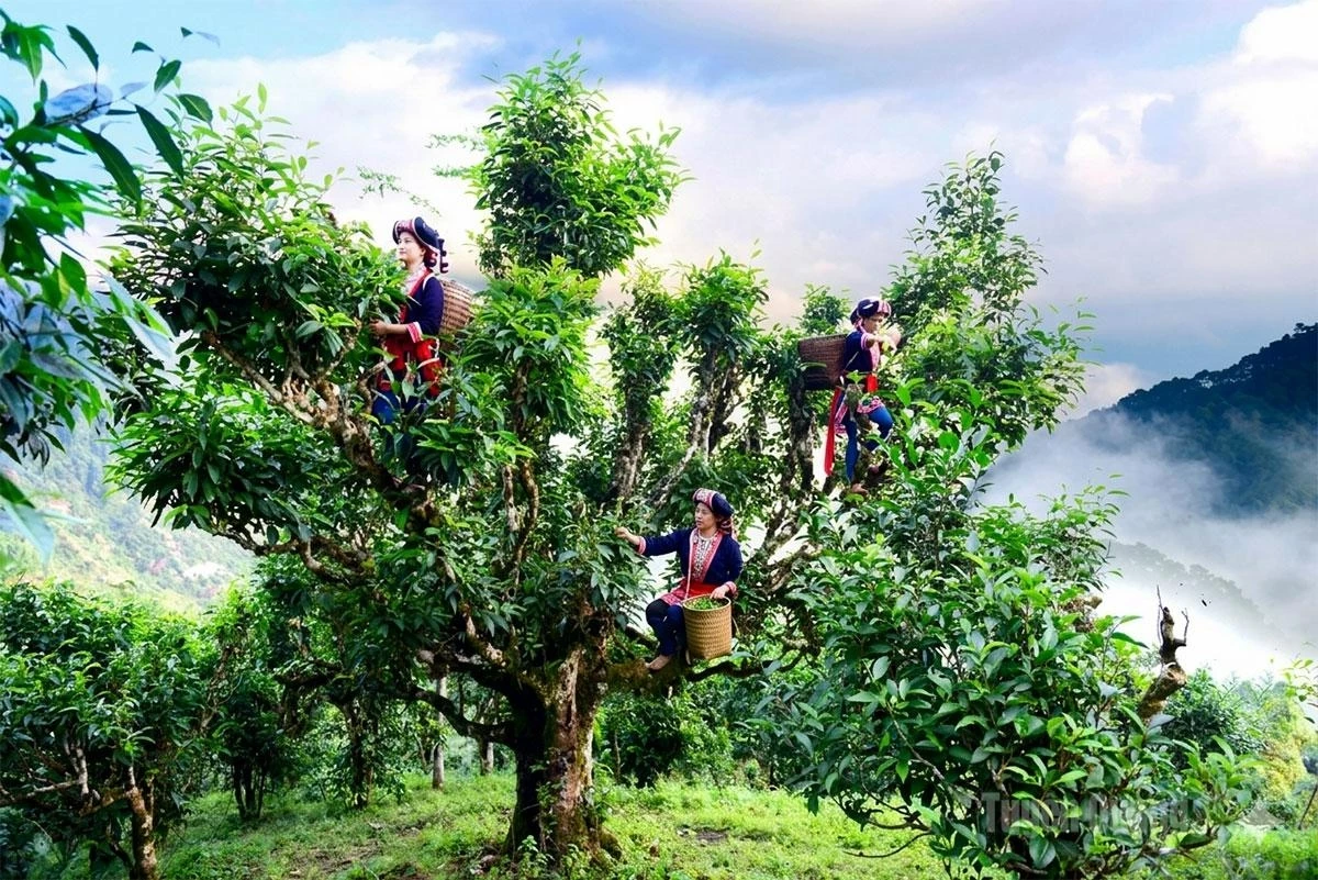 Centuries-old tea trees on Phin Ho Peak have brought prosperity to the Dao people.