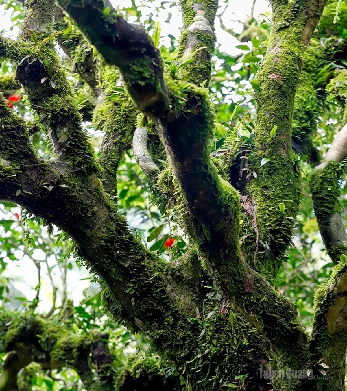 Tea tree trunks are covered in moss, having endured the harsh mountain climate to produce exceptional tea.