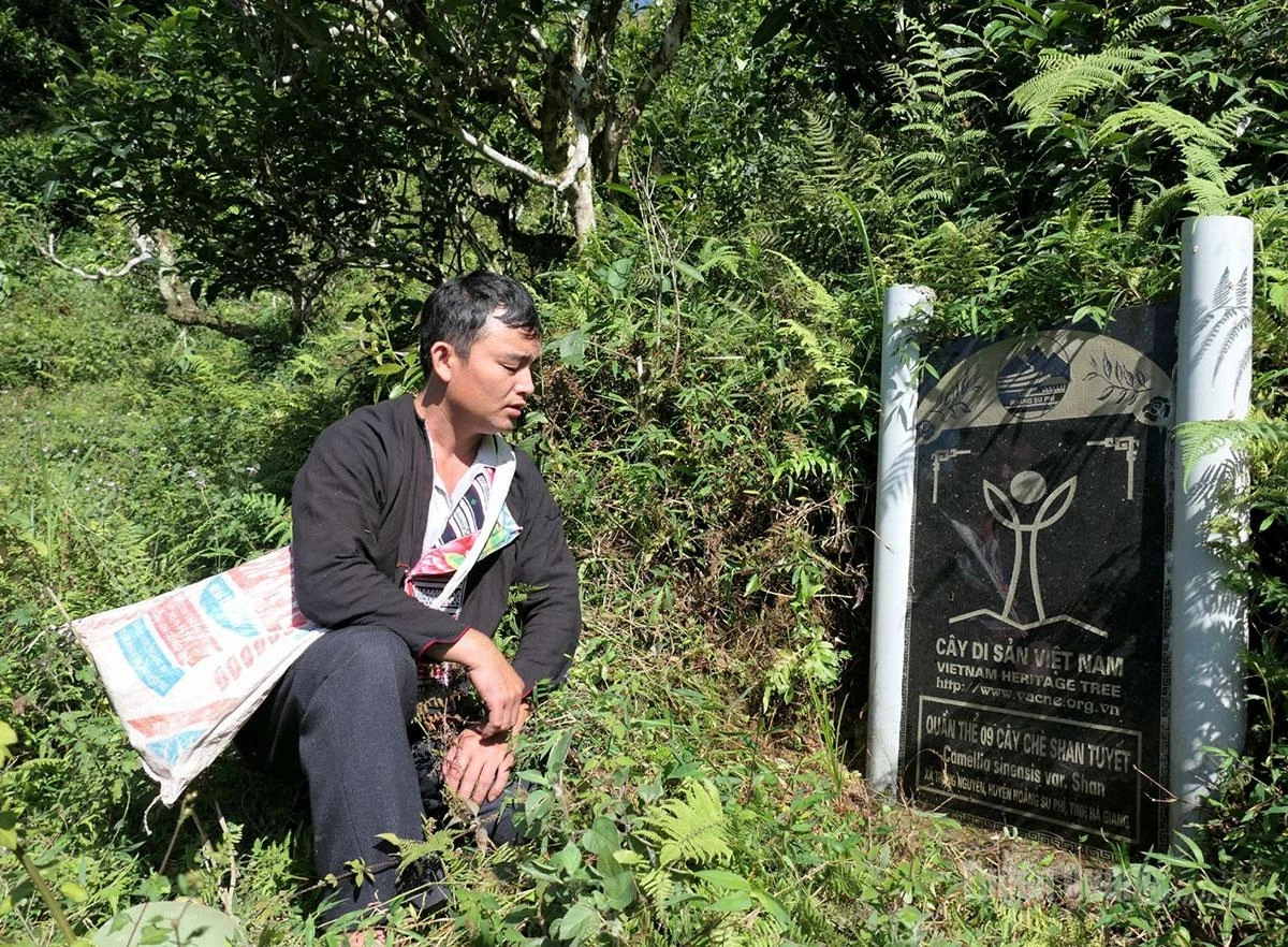 Many ancient tea trees have been recognized as Vietnam Heritage Trees.