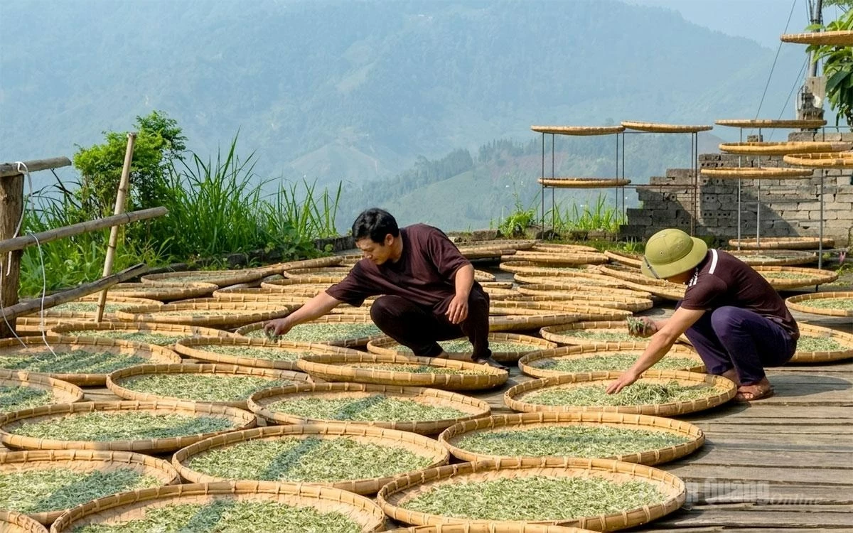 After harvesting, the tea leaves are dried and processed manually to absorb natural sunlight.