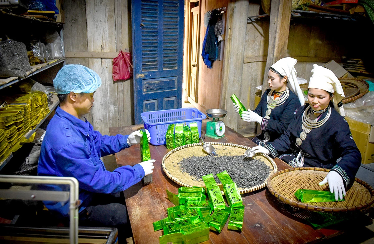 Sản phẩm chè Shan tuyết của HTX Sơn Trà, xã Hồng Thái đạt tiêu chuẩn OCOP 5 sao, đã từng bước khẳng định được vị thế trên thị trường.