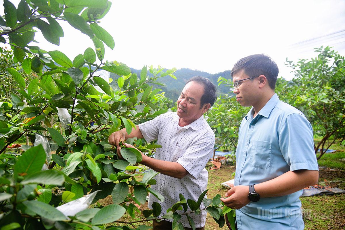 Đồng chí Đỗ Hà Văn, Phó Bí thư Đảng ủy, Chủ tịch UBND xã Tân Quang thăm mô hình trồng ổi có giá trị kinh tế cao của hộ dân đồng bào công giáo thôn Xuân Hòa.