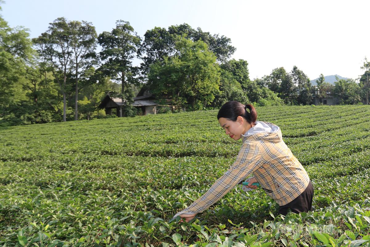 Chị Nguyễn Thị Hồng Liên tích cực lao động sản xuất sau khi viết đơn xin thoát nghèo.