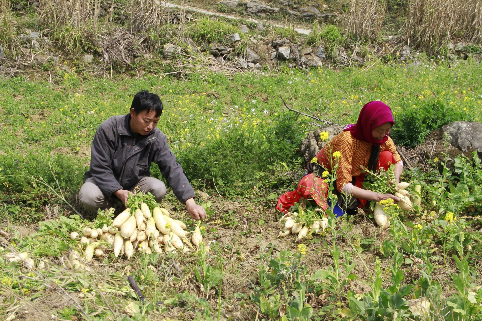 Farmers of Lao Xa harvest highland radishes.