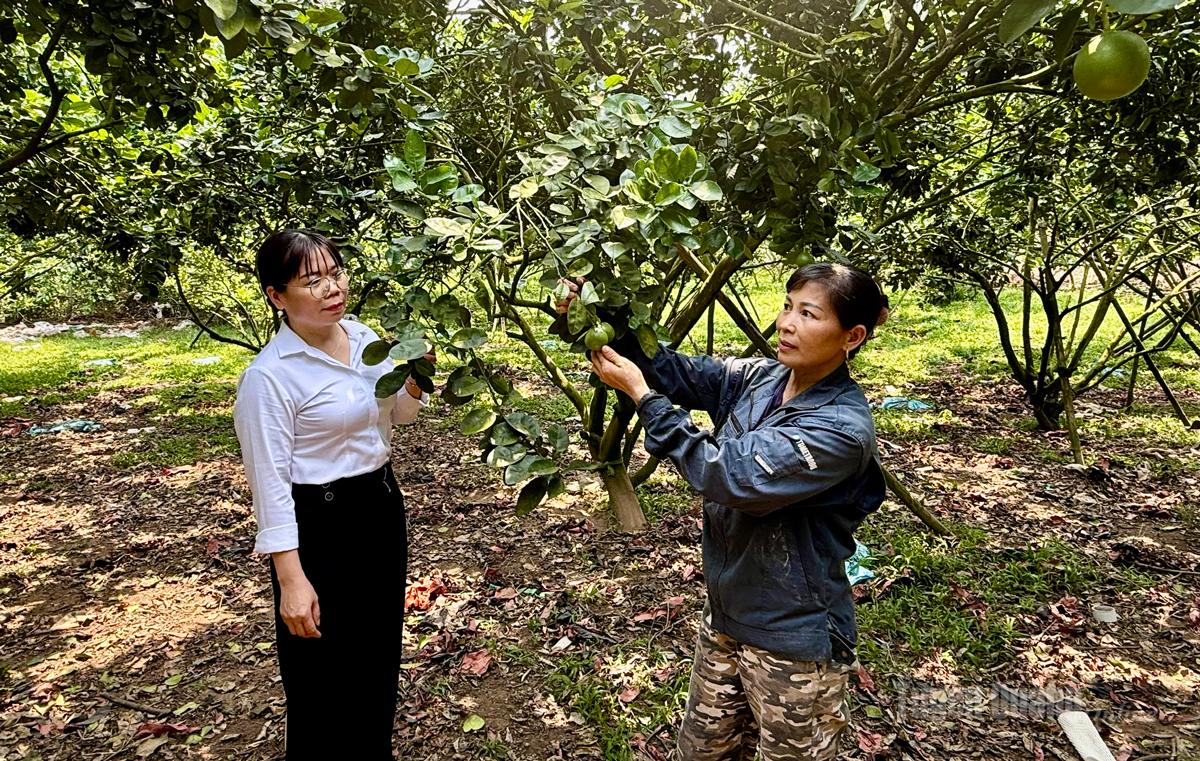Mô hình 
phát triển 
cây ăn quả 
tổng hợp của 
chị Đỗ Thị 
Hồ Liệu. thôn 
Đài Thị, xã 
Yên Lập 
mỗi năm 
thu nhập trên 
150 triệu đồng.