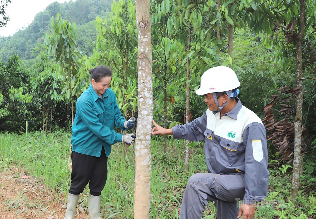 Đại diện HTX Trang Long - Đồng Tâm hướng dẫn người dân Cổng Đá kỹ thuật bóc vỏ quế.
