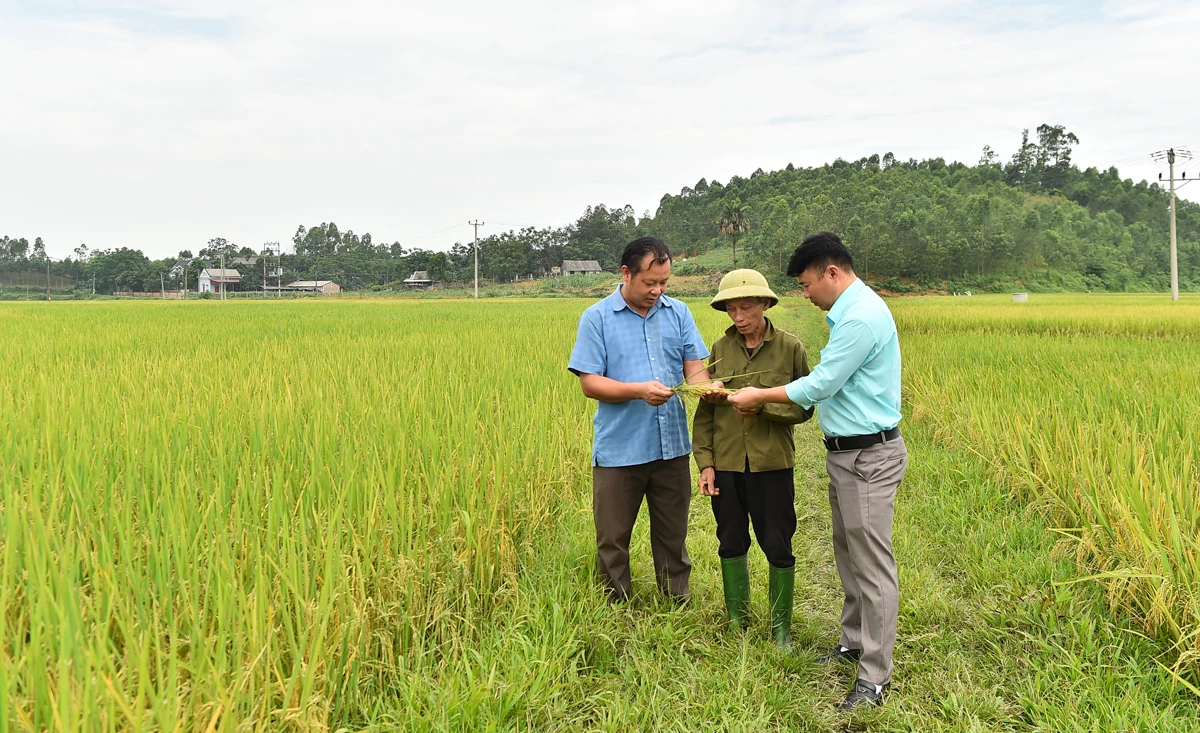 Cán bộ xã Hồng Sơn và thôn Ninh Phú kiểm tra năng suất giống lúa ST25 vừa được đưa vào vụ mới.