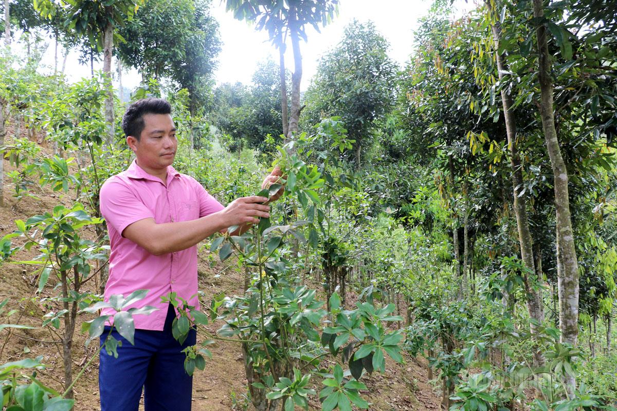 Anh Nông Văn Thạch, thôn Nà Nôm, xã Đường Hồng chăm sóc
cây hồi của gia đình.