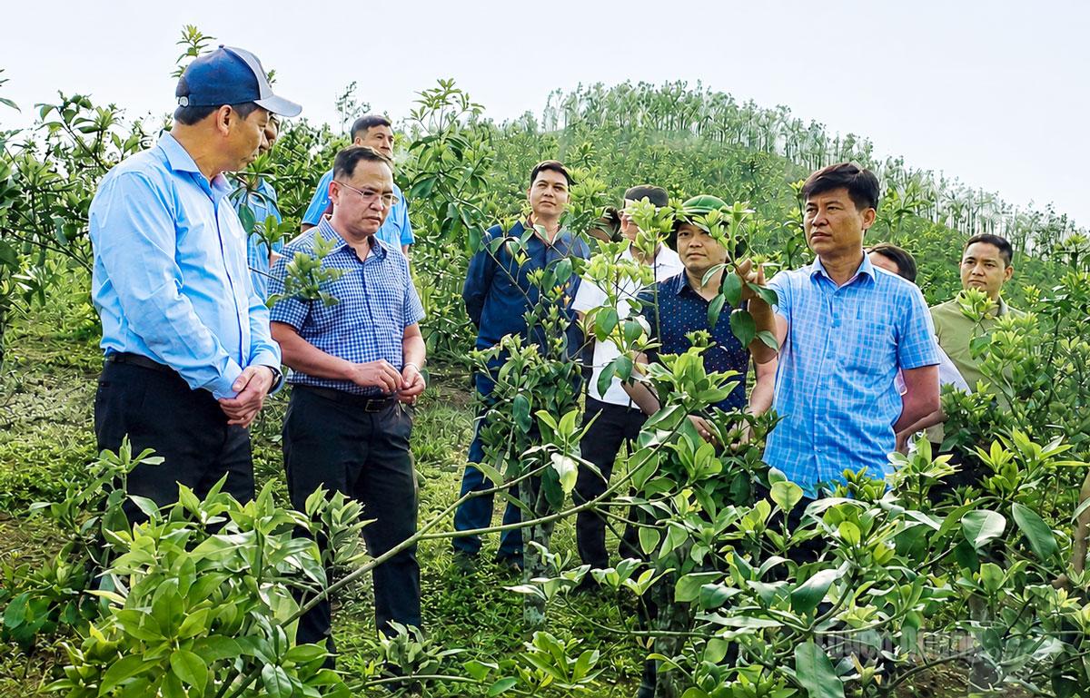 Mô hình trồng cây hồi của anh Nông Văn Thạch được nhiều người đến tham quan và học tập
kinh nghiệm.