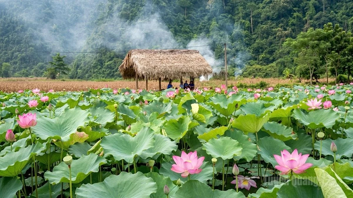 In the open, airy landscape, the pink lotuses add vibrant touches to the peaceful yet lively rural scenery of Phu Linh Commune.