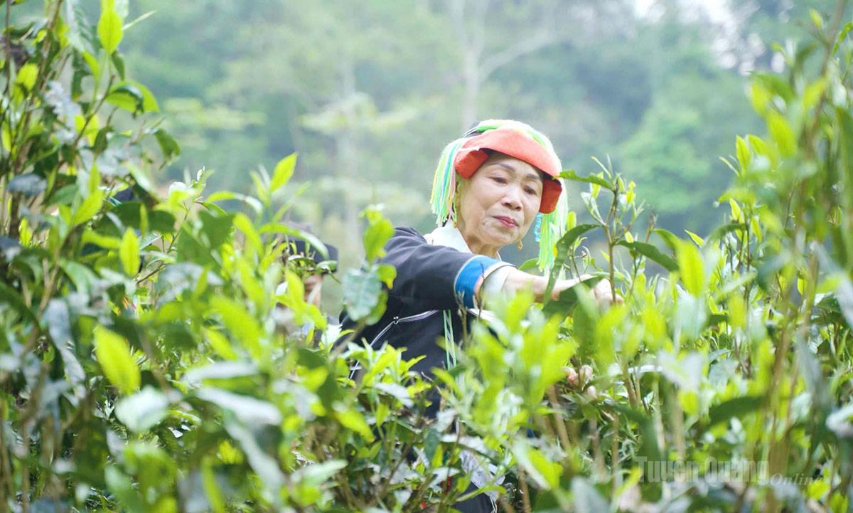 Phụ nữ Dao hái chè trên đỉnh Tây Côn Lĩnh.