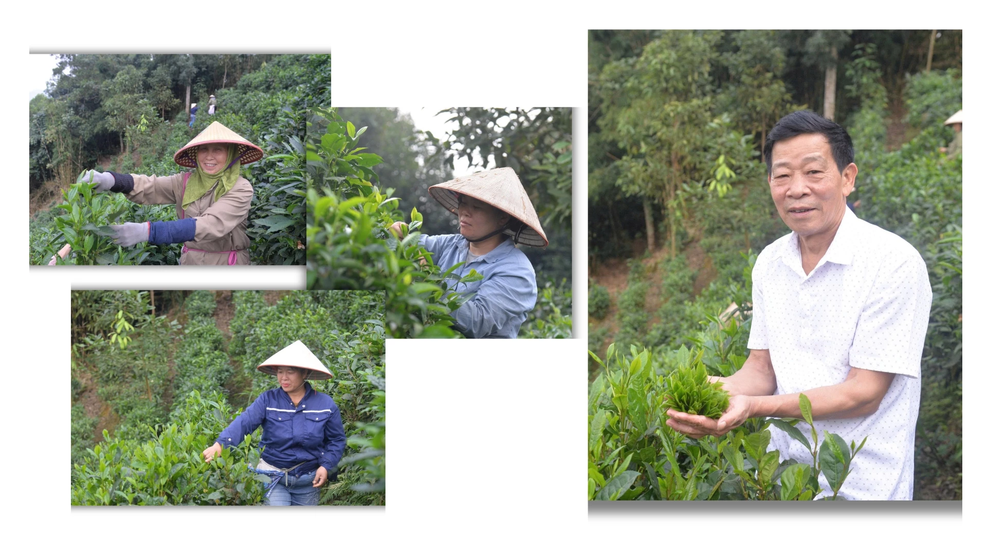 Organic Shan Tuyet tea plantations owned by Phan The Do’s family.