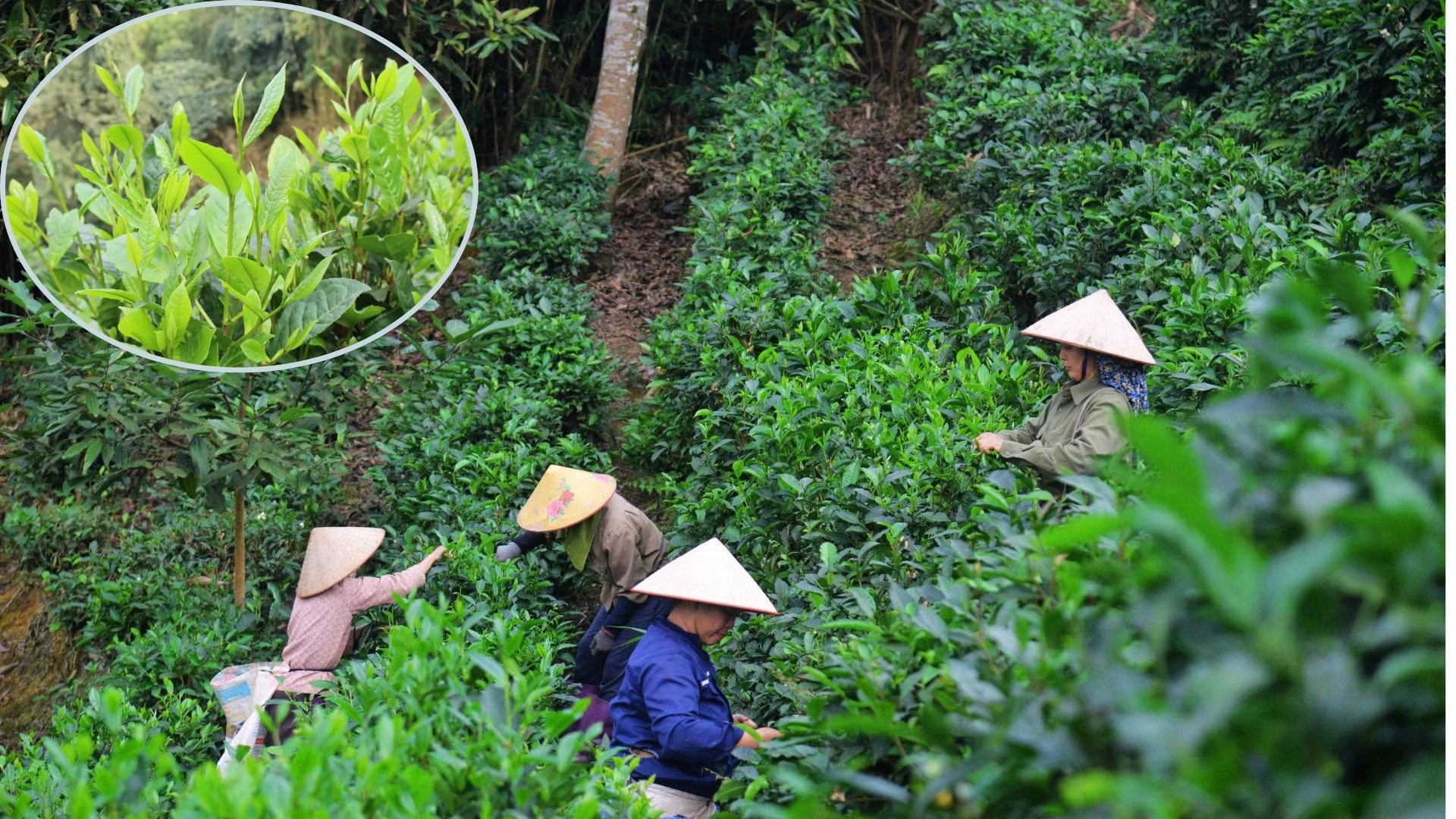 To ensure the quality of the tea, fresh tea leaves are carefully harvested, with each bud meticulously selected according to strict standards.