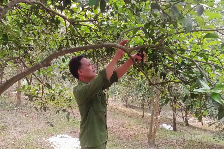 Anh Nguyễn Văn Luyến chăm sóc vườn cam của gia đình.