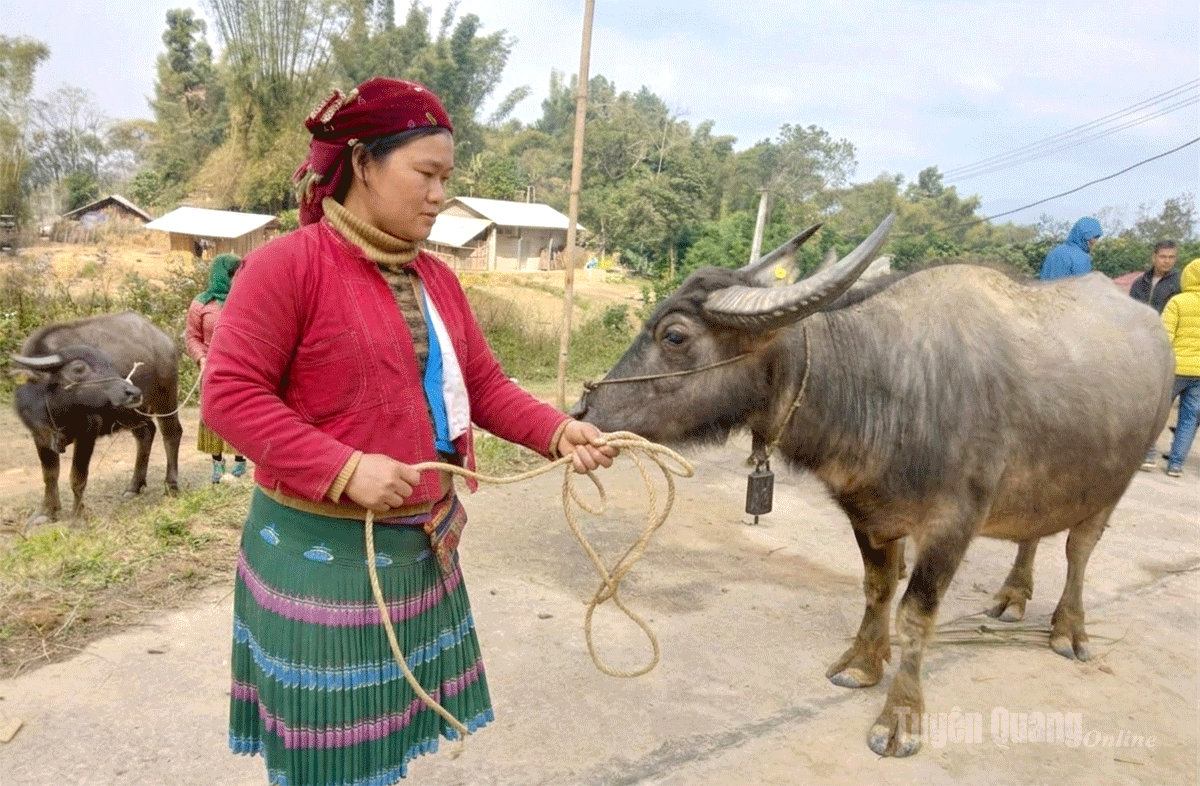 Gia đình bà Sùng Mí Sính, thôn Na Kinh được hỗ trợ trâu cái sinh sản.