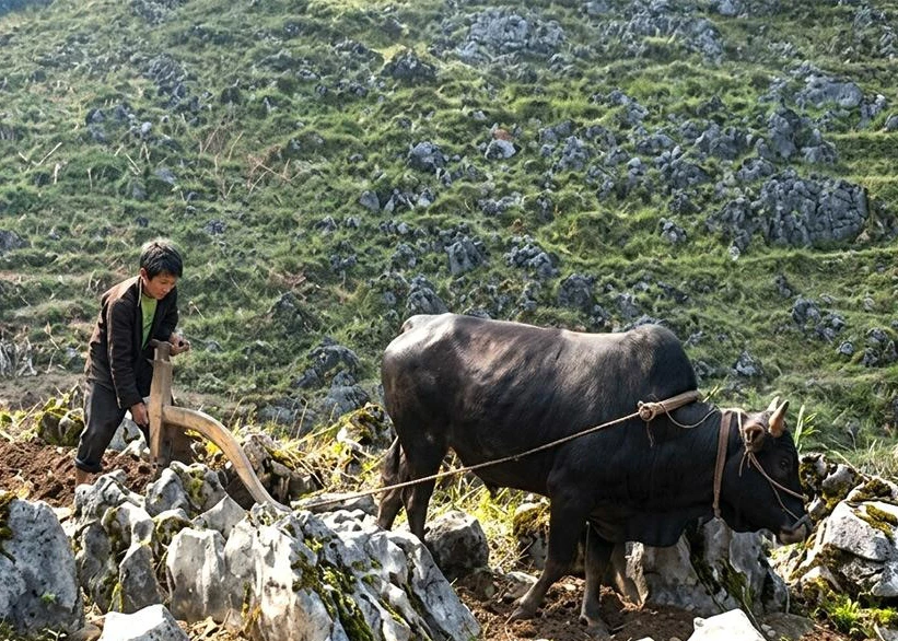 Hmong people in Dong Van commune cultivate crops on rocky fields.