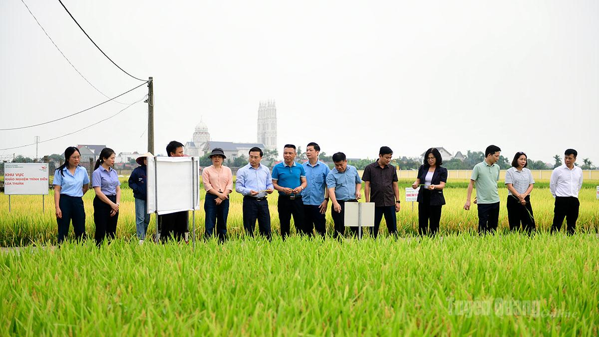 Đoàn công tác Sở Nông nghiệp và Môi trường tham quan các mô hình trình diễn giống lúa mới tại Viện nghiên cứu cây trồng Công ty cổ phần tập đoàn Thaibinh Seed.