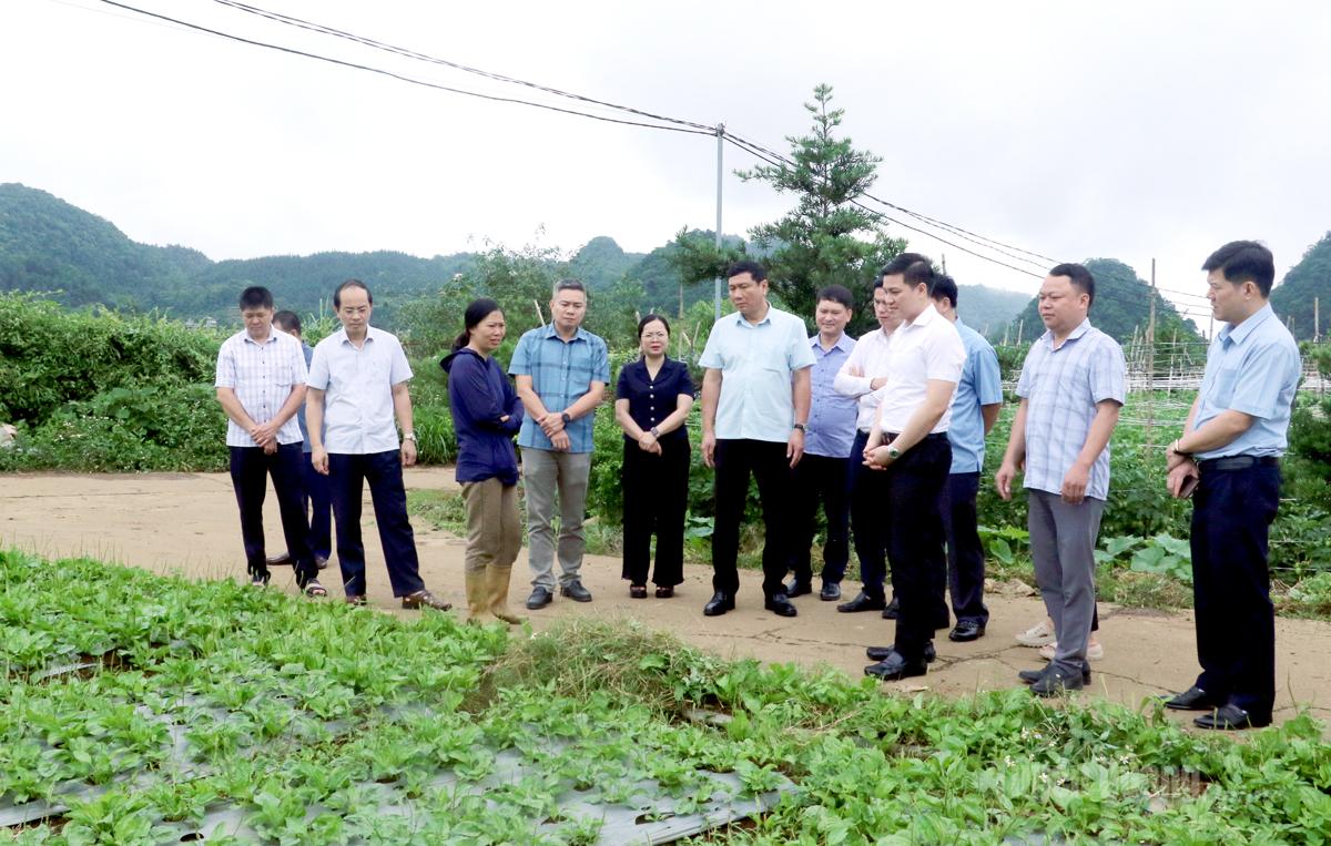 Trưởng Ban Nội chính Tỉnh uỷ Phùng Tiến Quân khảo sát thực tế tại Hợp tác xã Công nghệ, Thương mại nông lâm nghiệp Năm Ngôi Sao, thôn Bó Lách, xã Quản Bạ.