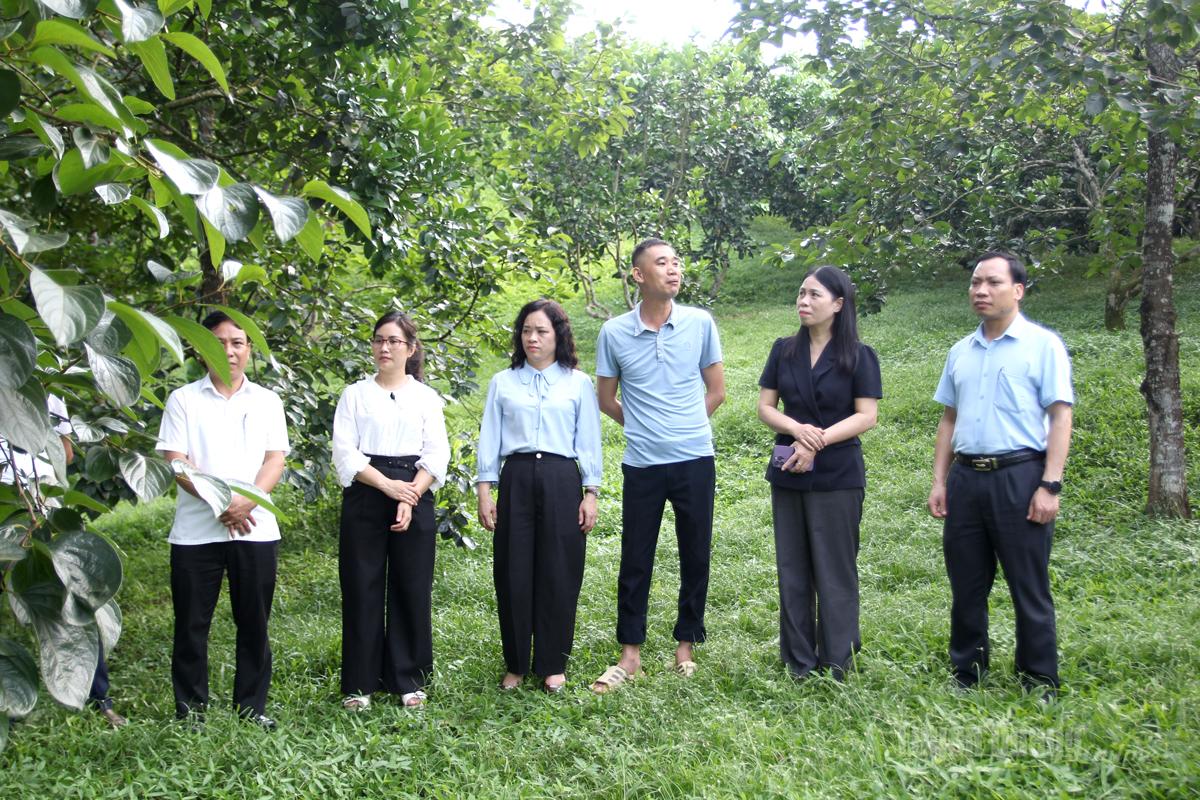 Đoàn công tác tham quan mô hình phát triển kinh tế từ cây hồng ngâm trên địa bàn xã Xuân Vân.