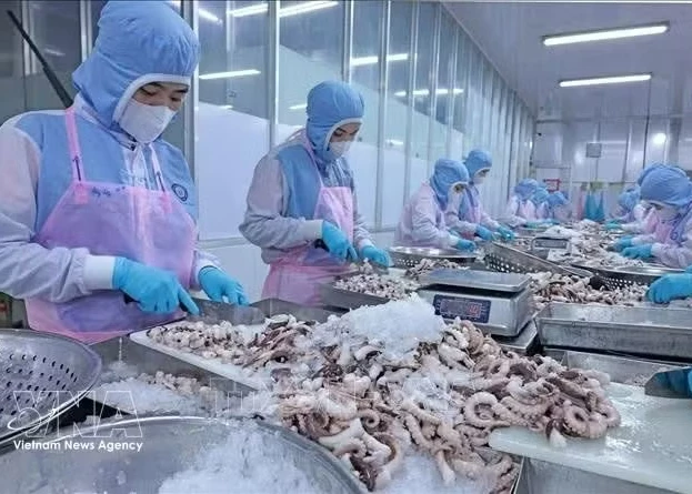 Workers process octopus for export to the Japanese market at Huy Nam Company in An Giang (Photo: VNA)