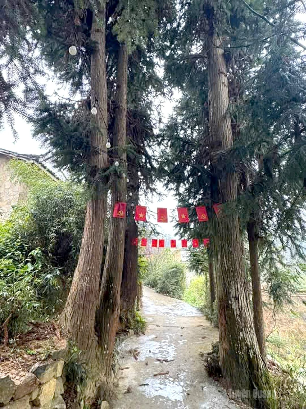 Rows of ‘sa moc’ trees stand as symbols of the enduring vitality of the rocky plateau.