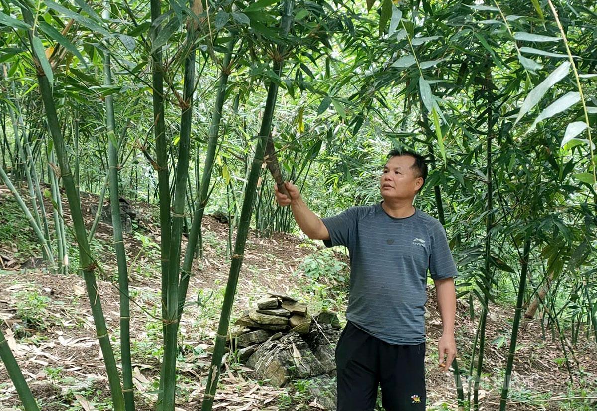 Anh Ma Văn Duy, thôn Tiến Thành 1, xã Tri Phú chăm sóc vườn tre lục trúc.