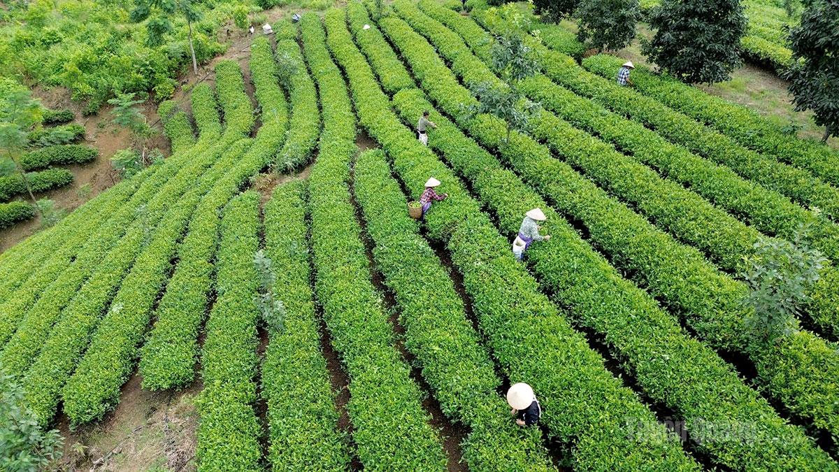 Người dân xã Tân Trào thu hái chè.