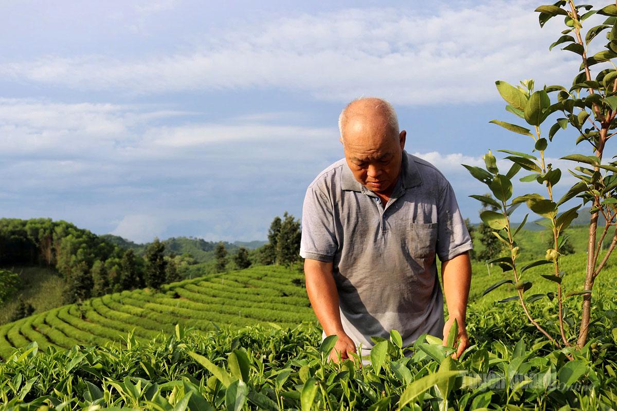 Ông Bàng Minh Hạnh ở thôn Khuôn Hẹ, xã Tân Trào  nâng cao thu nhập từ trồng chè.