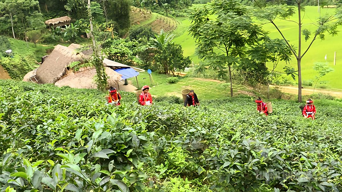 Người dân xã Tri Phú thu hái chè đặc sản.